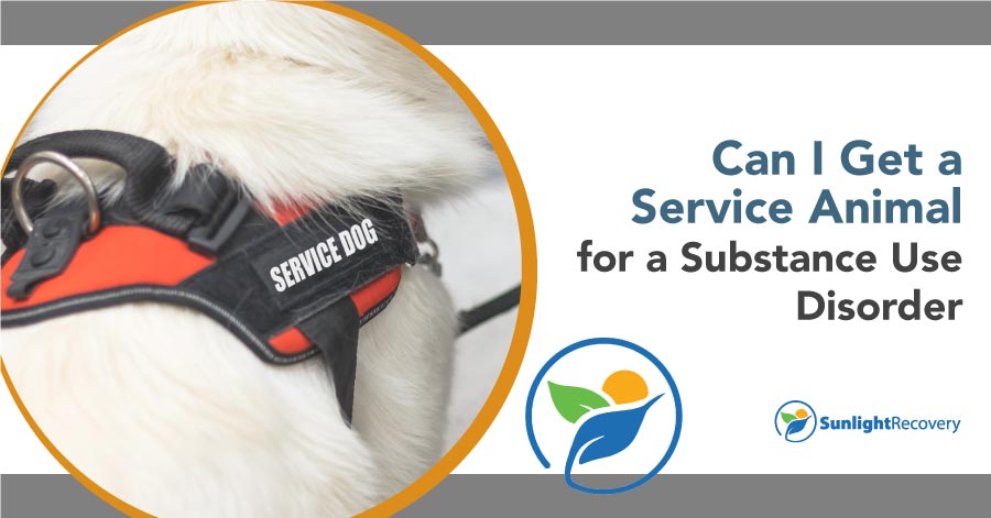 can-i-get-a-service-animal-for-a-substance-use-disorder-sunlight